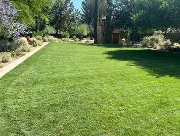 Healthy lawn turf