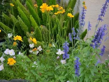 Xeriscape ornamental garden